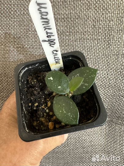 Хойи набором