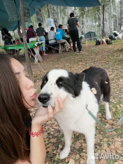 Зоотакси догситтер выгульщик собак