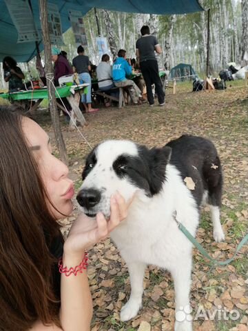 Зоотакси догситтер выгульщик собак