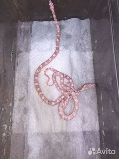 Маисовый полоз