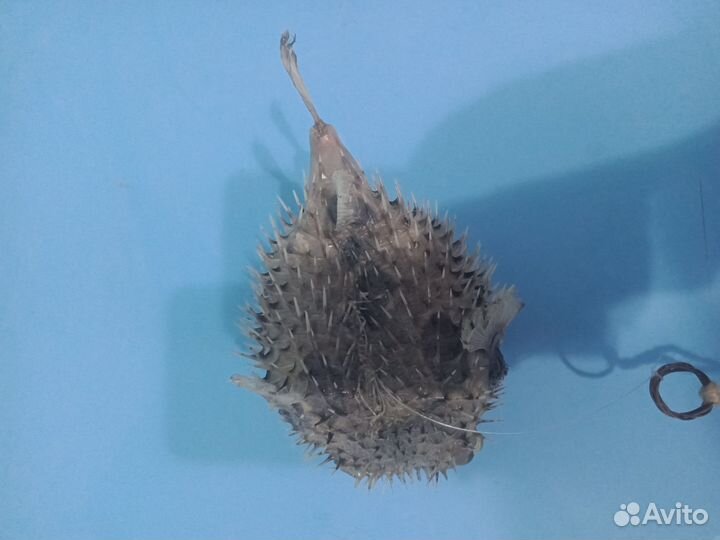 Чучело рыбы фуги