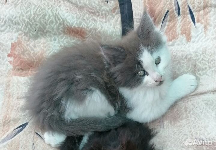 Котята мейн-кун