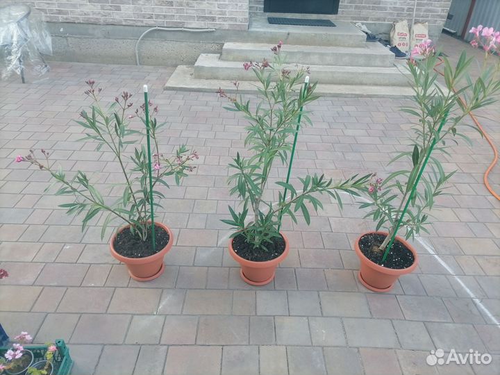 Олеандр махровый