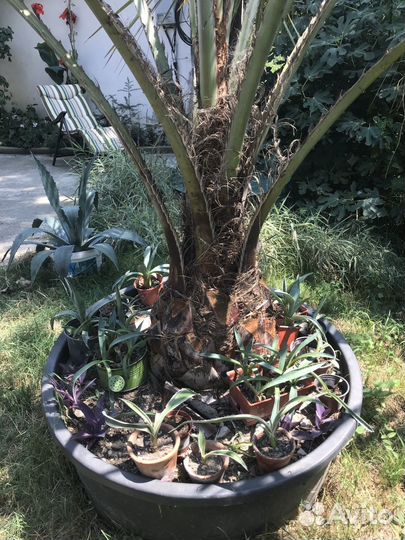 Агава американская голубоая и агава вариегатная