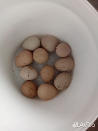 Яйцо цесарки