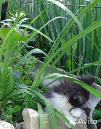 Июньские котята