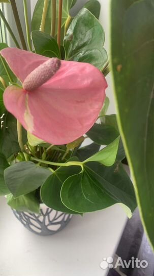 Комнатные цветы антуриум cavalli