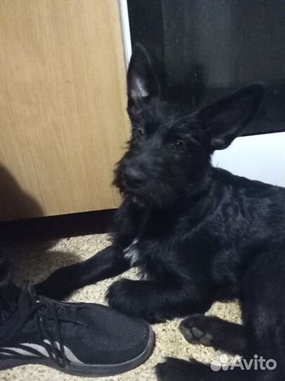 Скотч-терьер