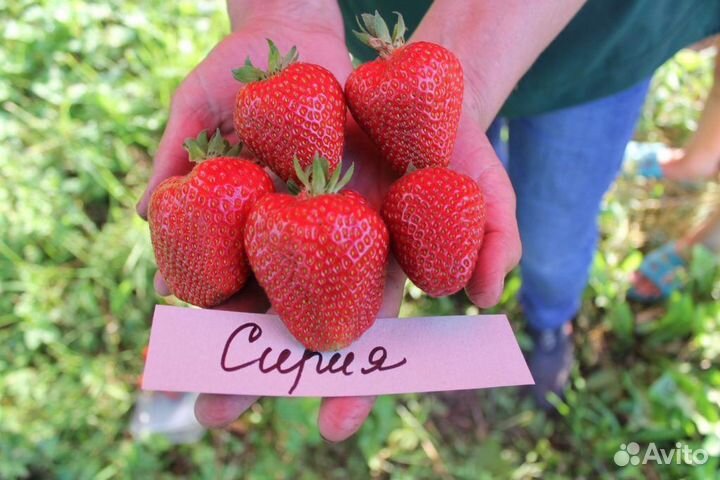 Клубника сорт «Сирия»