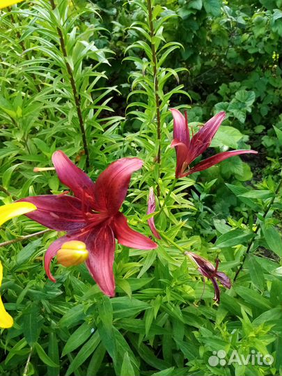 Луковицы лилий