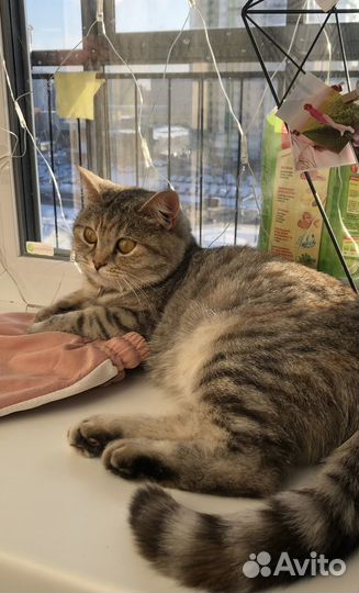 Котята от мамы британки