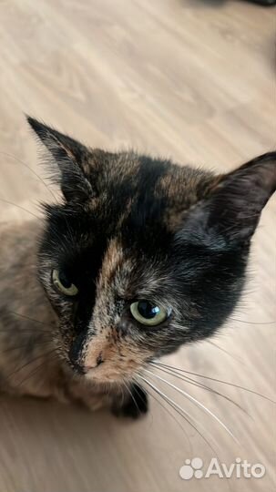 Отдам в добрые руки кошечку