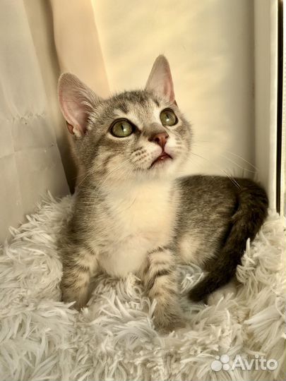 Котенок в дар