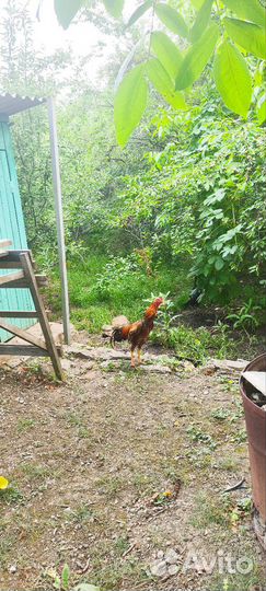 Куры и петухи