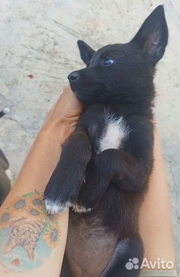 Щенок девочка 1,5 мес