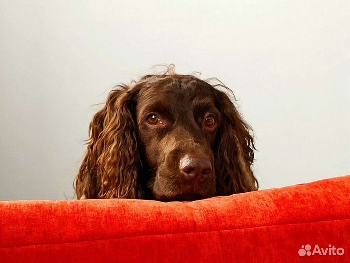 Вязка кобель