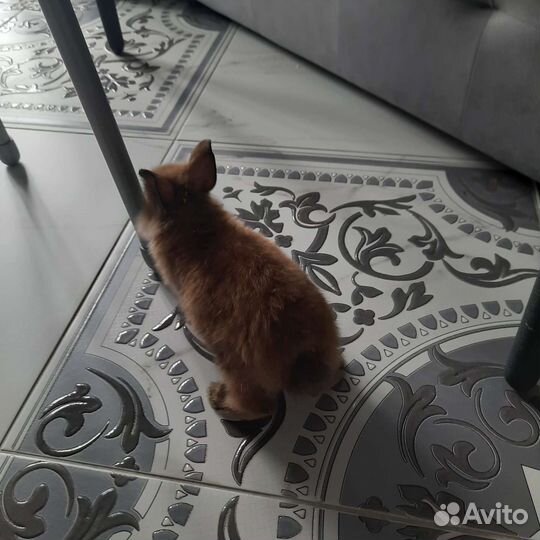 Львиноголовый кролик