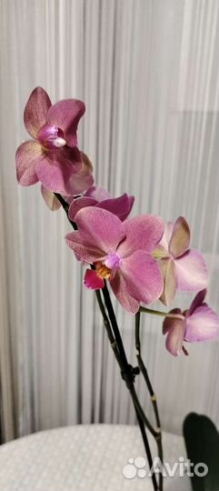 Орхидея фаленопсис