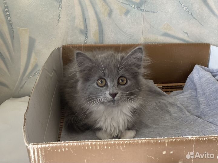 Котенок девочка ищет дом