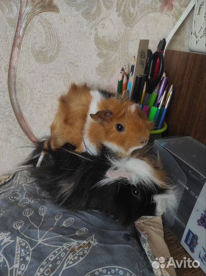 Морские свинки мальчики