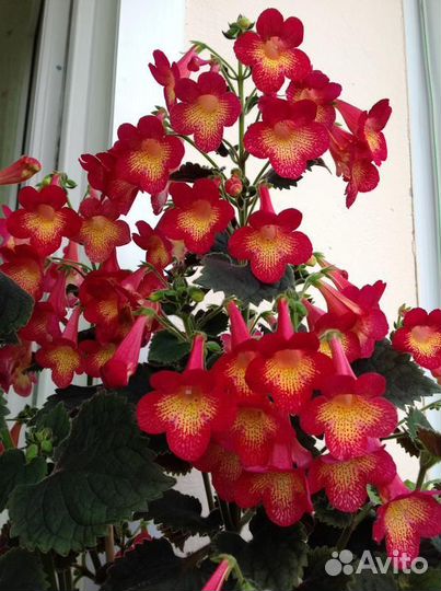 Ахименанта,фиалкаHeavenlygirl,стрептокарпусредхана