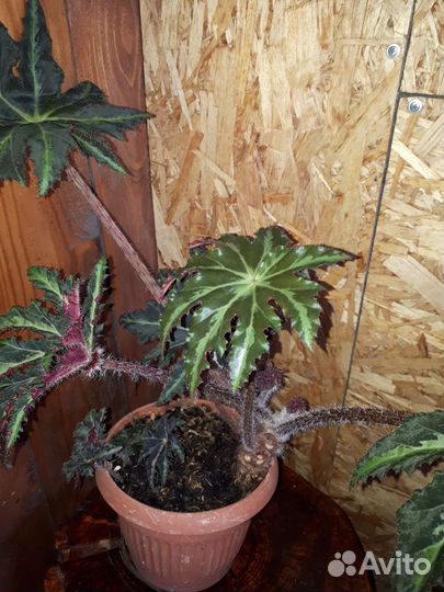 Бегония, сингониум