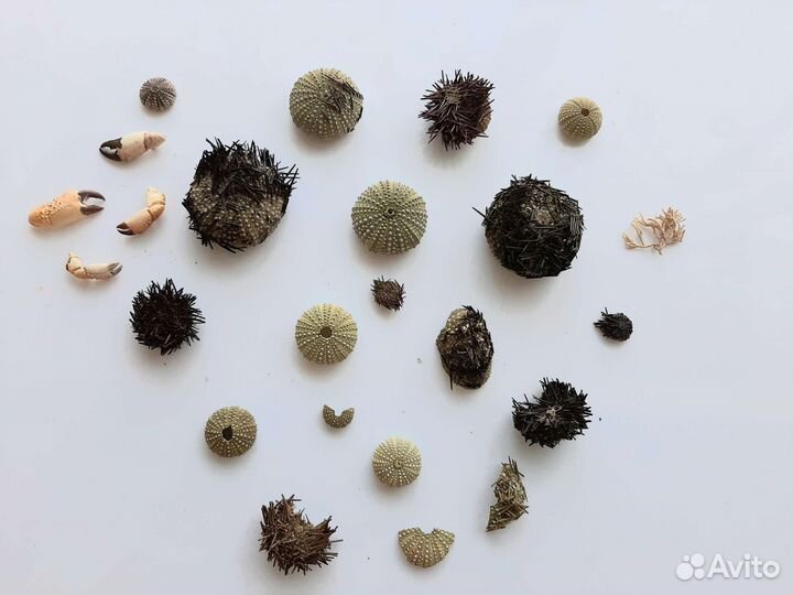 Панцири раковины морского ежа