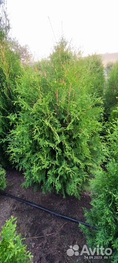 Туя колоновидная Колумна, сосна, ель