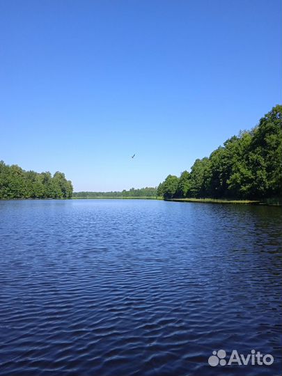 Аренда домиков на лесных озерах. Турбаза лето 2023