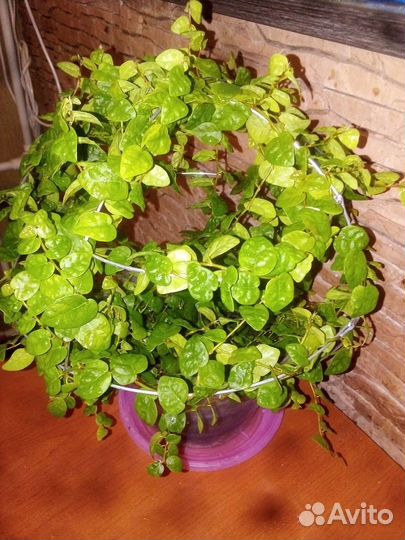 Фикус пумила