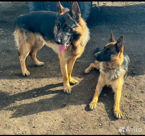 Щенки немецкой овчарки