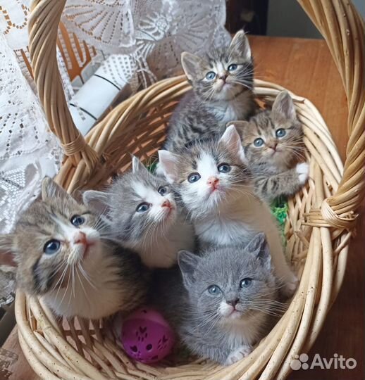 30.07 Актуально Очаровательные котятки ищут дом