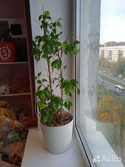 Фикус бенджамина большой