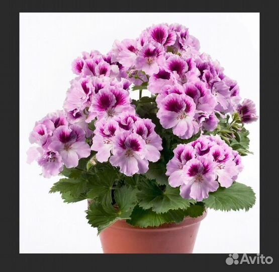 Пеларгония королевская годовалая