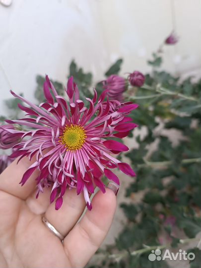 Хризантема