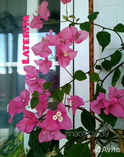 Бугенвиллии - 2. Laterita, Scarlet Glory Orange