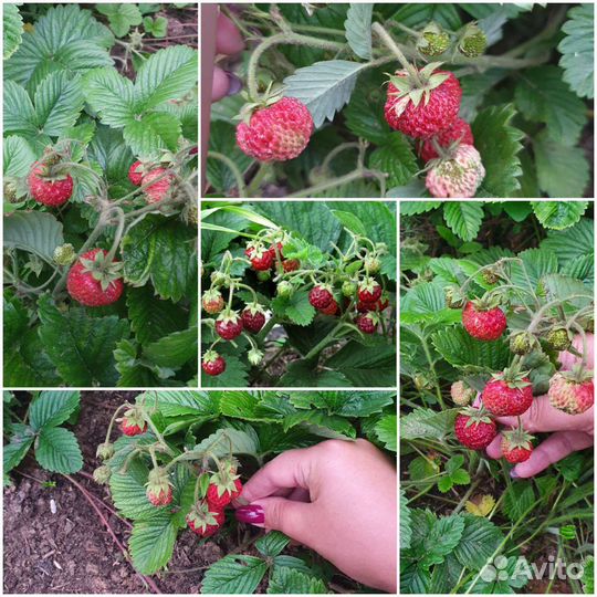 Земклубника Пенелопа земляника садовая