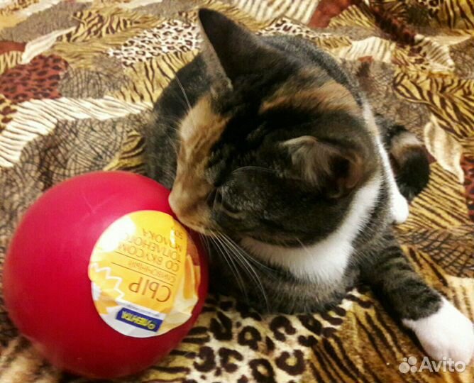 Красивая,воспитанная кошечка