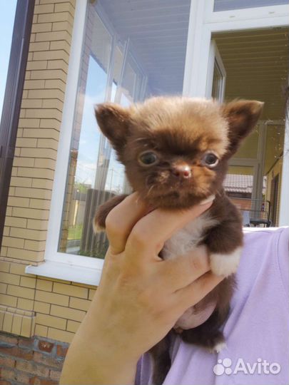 Чихуахуа мини девочка