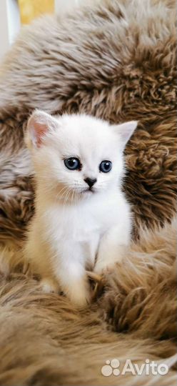 Шотландские котята