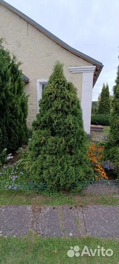 Можжевельник, туи, сосны