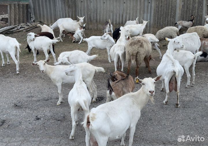 Козы, козлята, козлы