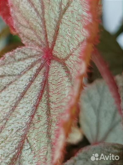 Бегонии Кейн (тростниковые )