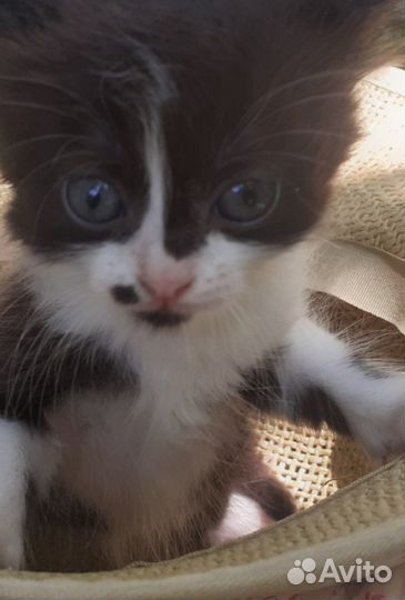 Кошечка-милашечка