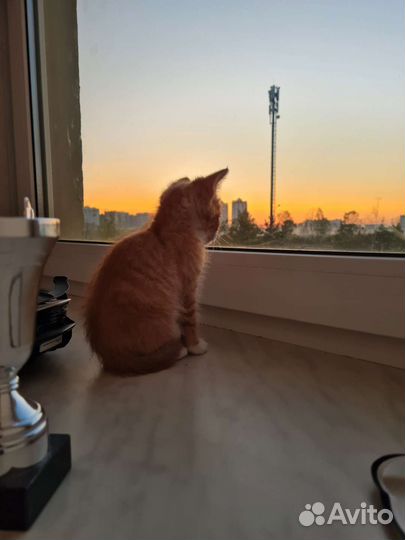 Отдам в добрые руки котёнка мальчик