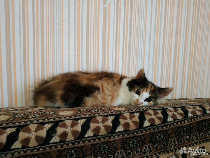 Кошечка в добрые руки
