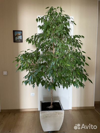 Фикус Бенджамина большой