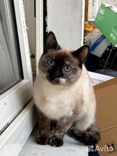 Голубоглаза кошка в добрые руки