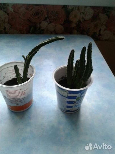 Кактусы и суккуленты