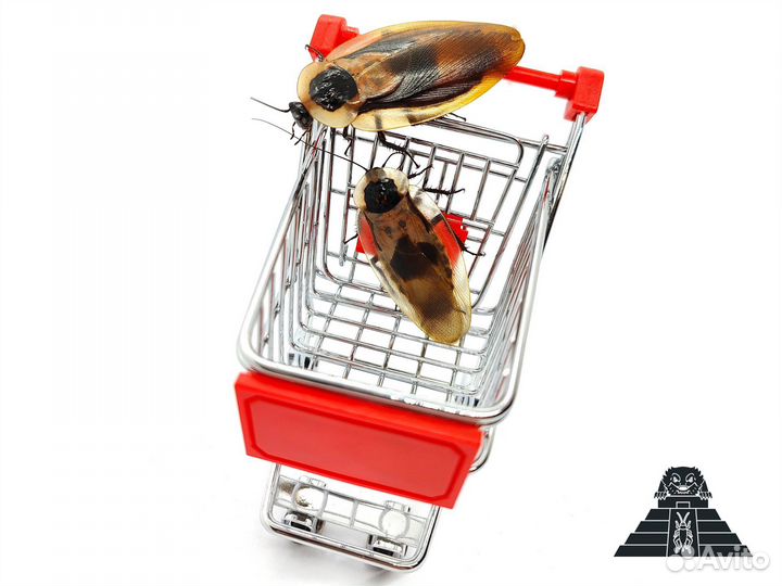 Тараканы аргентинские, мадагаскарские, блаберусы